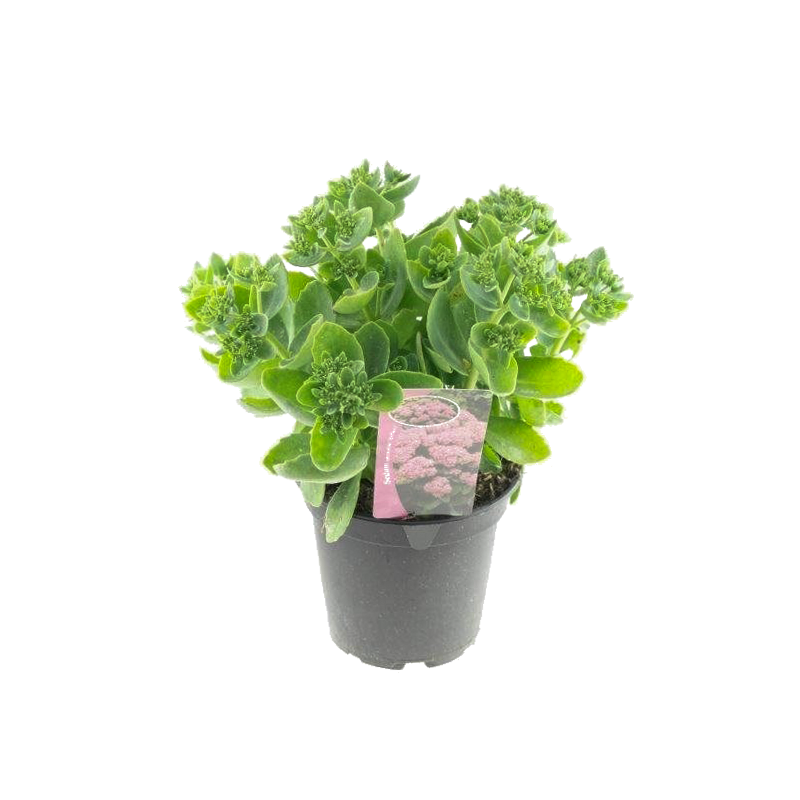 Sedum spectabile 'Brillant'