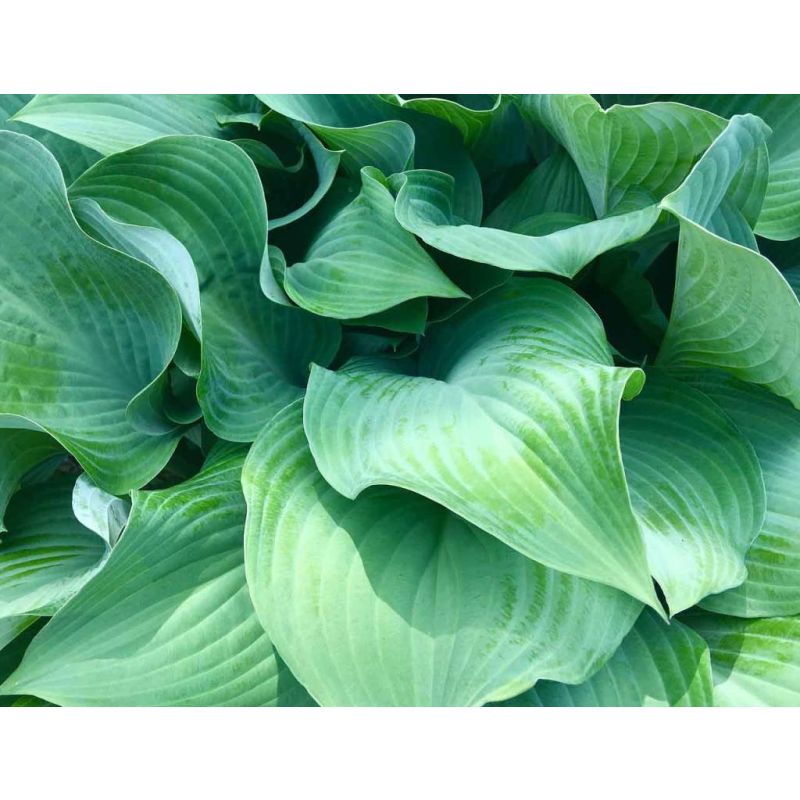 Hosta sieboldiana 'Elegans'