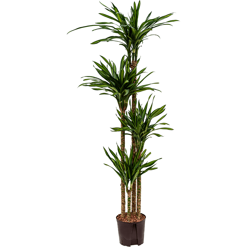 Dracaena Riki 4-stam