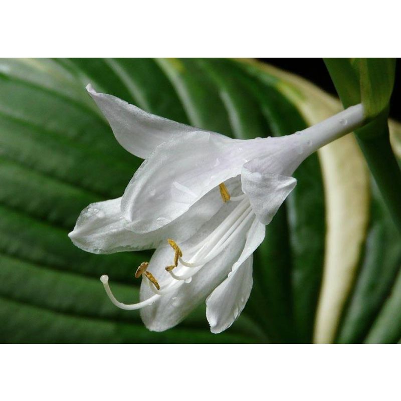 Hosta sieboldii 'Snowflakes'