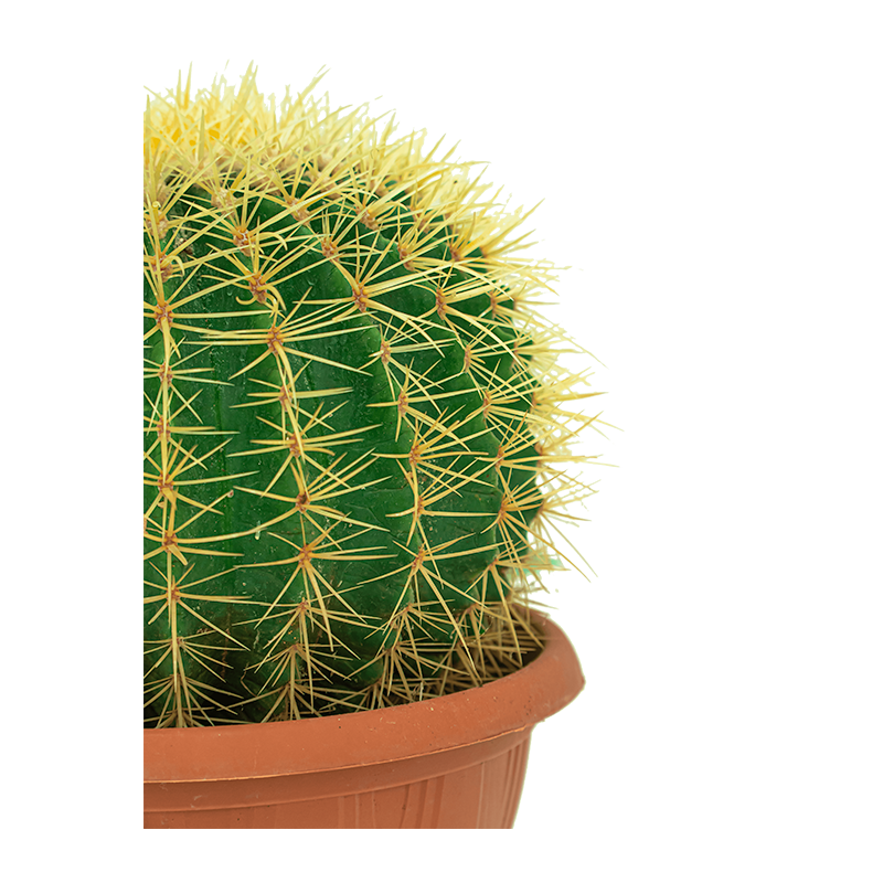 Algebra Behoren compact Cactus Echino eenvoudig en snel thuis laten bezorgen?