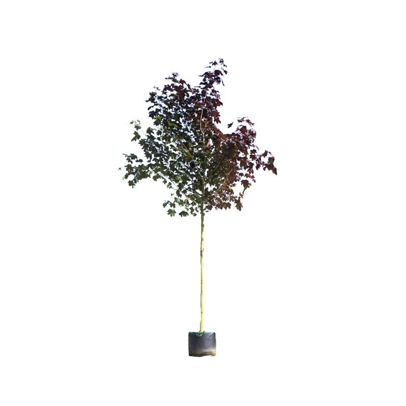 Acer Platanoides Royal Red