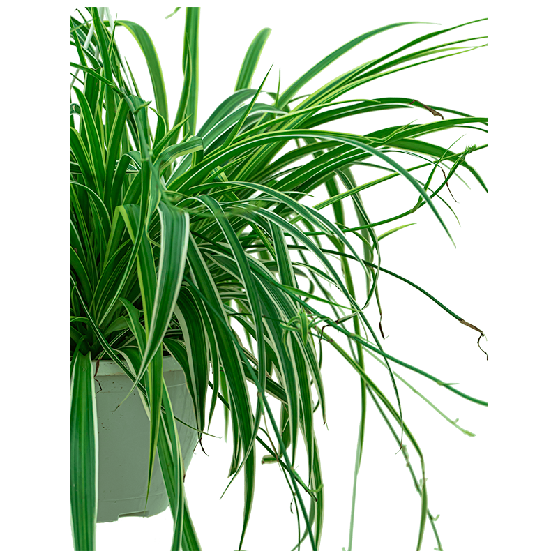 Chlorophytum Comosum Ocean