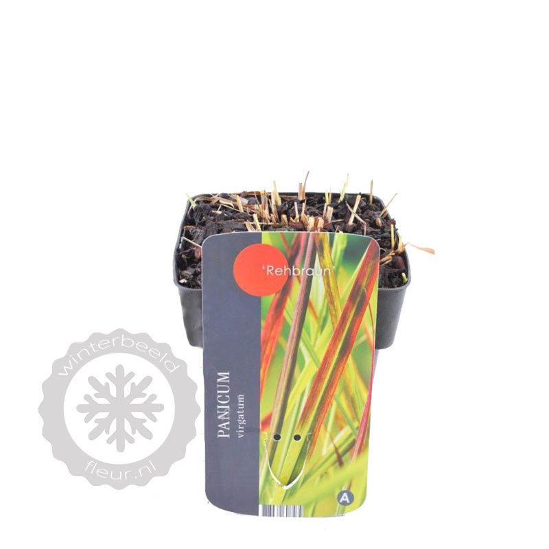 Panicum virgatum 'Rehbraun'