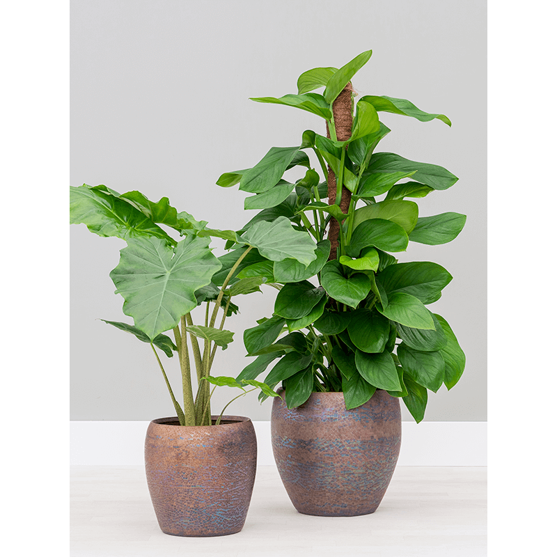 Amora Couple Pearl Luster