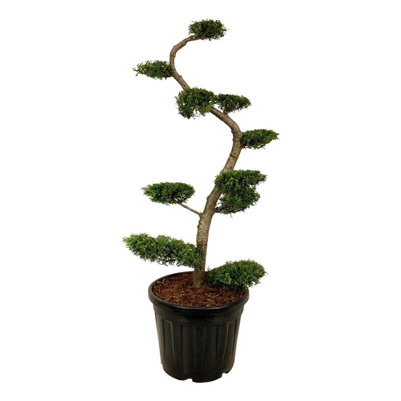 Thuja occidentalis 'Brabant' - bonsai