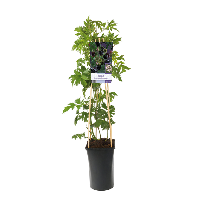 Rubus fruticosus 'Thornless Evergreen'