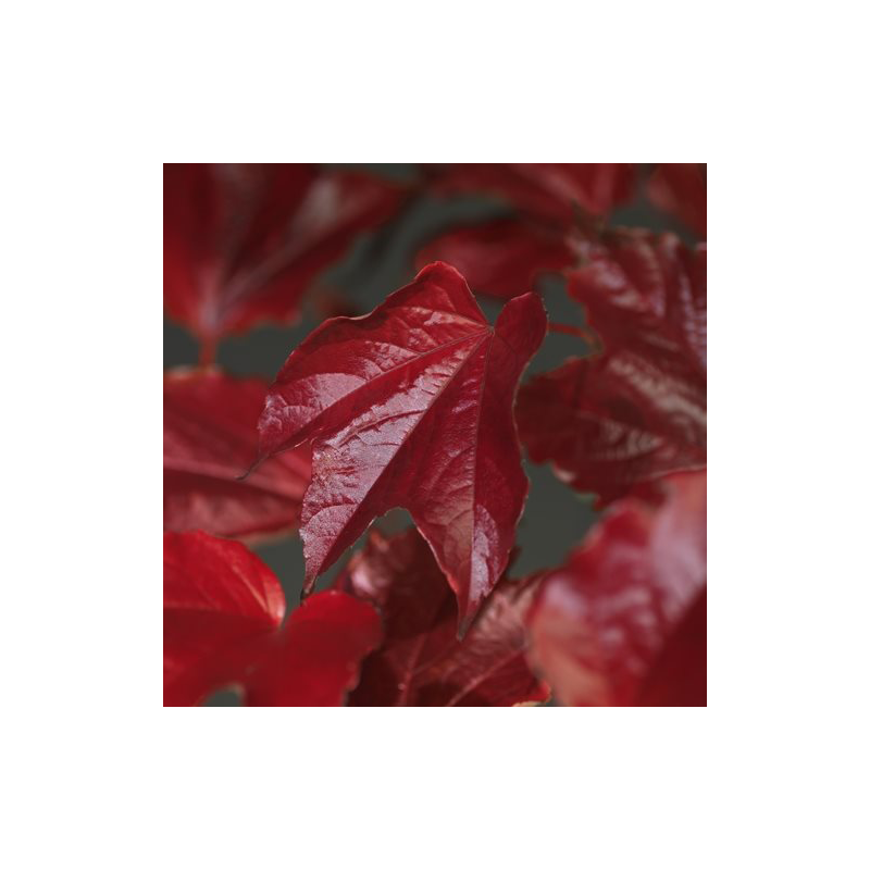 Parthenocissus tricuspidata 'Veitchii' Wilde Wingerd