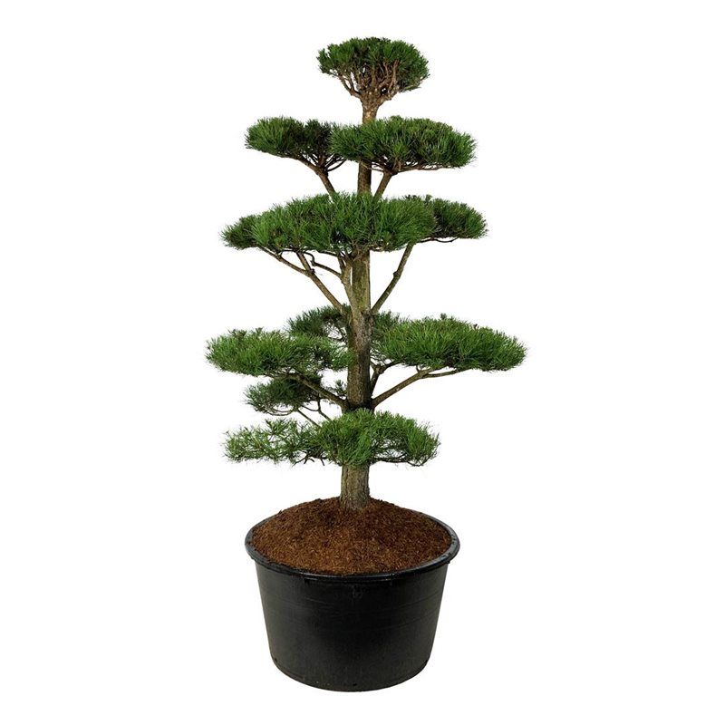 Pinus nigra nigra - bonsai