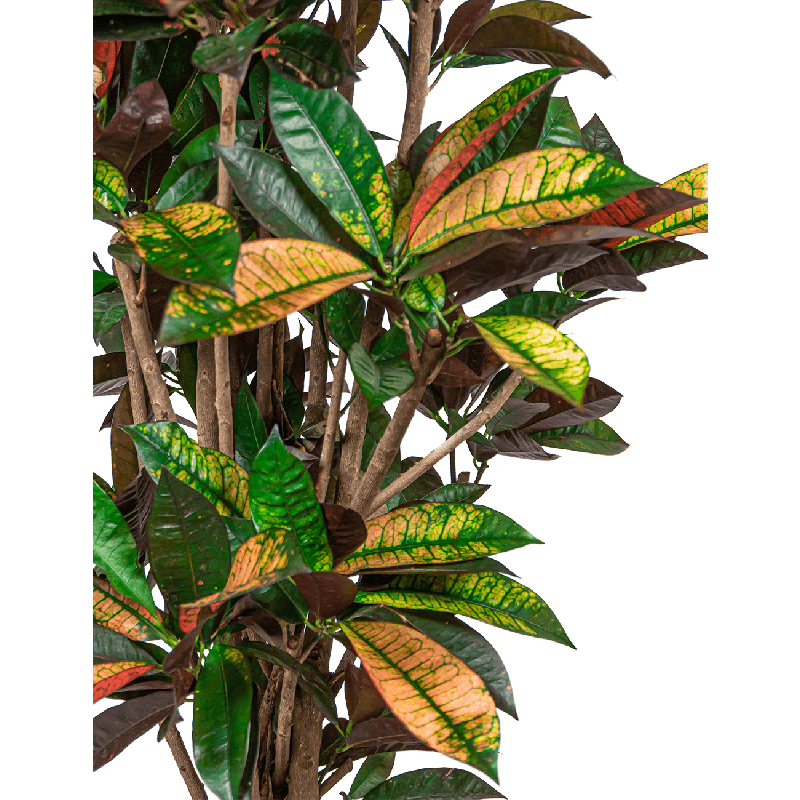 Croton Variegatum Iceton in Pure Soft antraciet