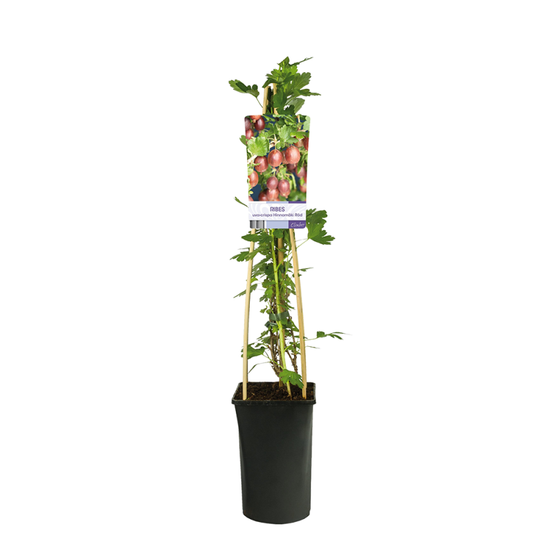 Ribes uva-crispa 'Hinnonmaki Rod'