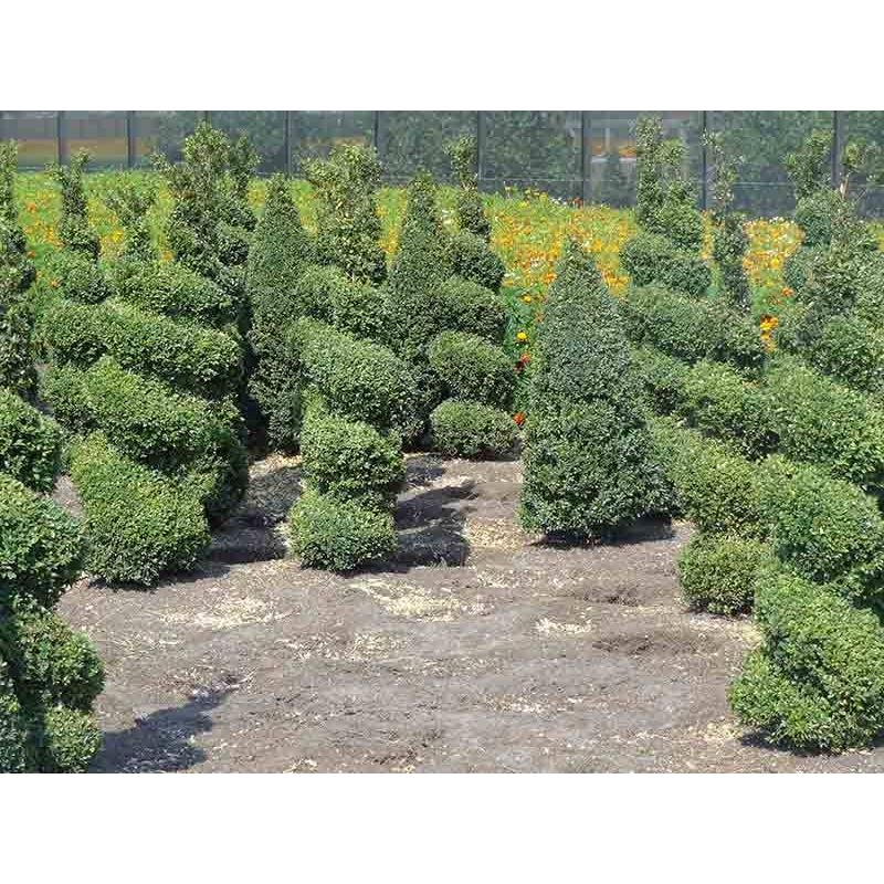 Buxus Sempervirens spiraal