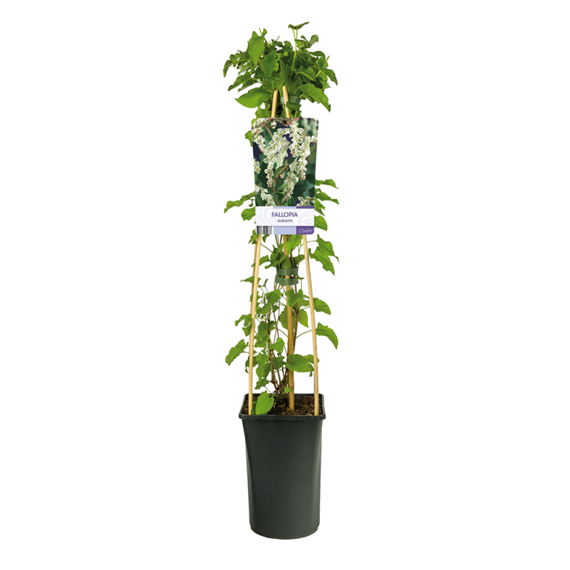 Fallopia aubertii