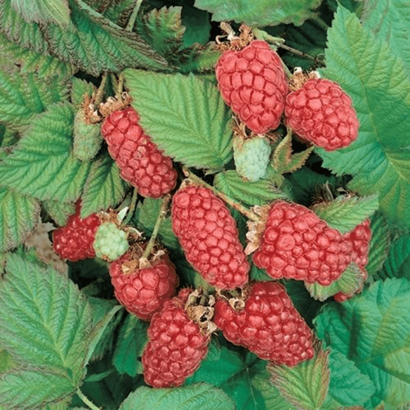 Rubus 'Loganberry'