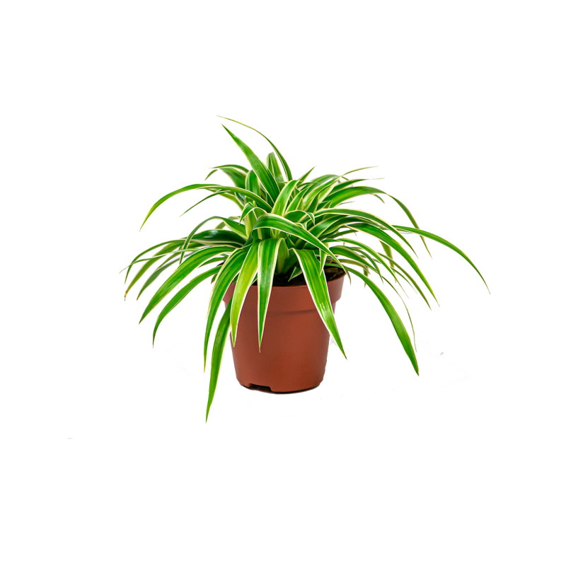 Chlorophytum Comosum Ocean