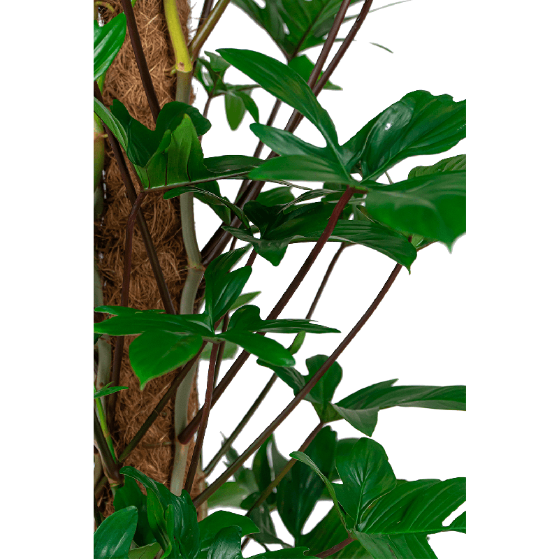 Philodendron Pedatum in Pure Soft antraciet
