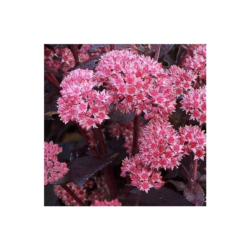 Sedum 'Jose Aubergine'