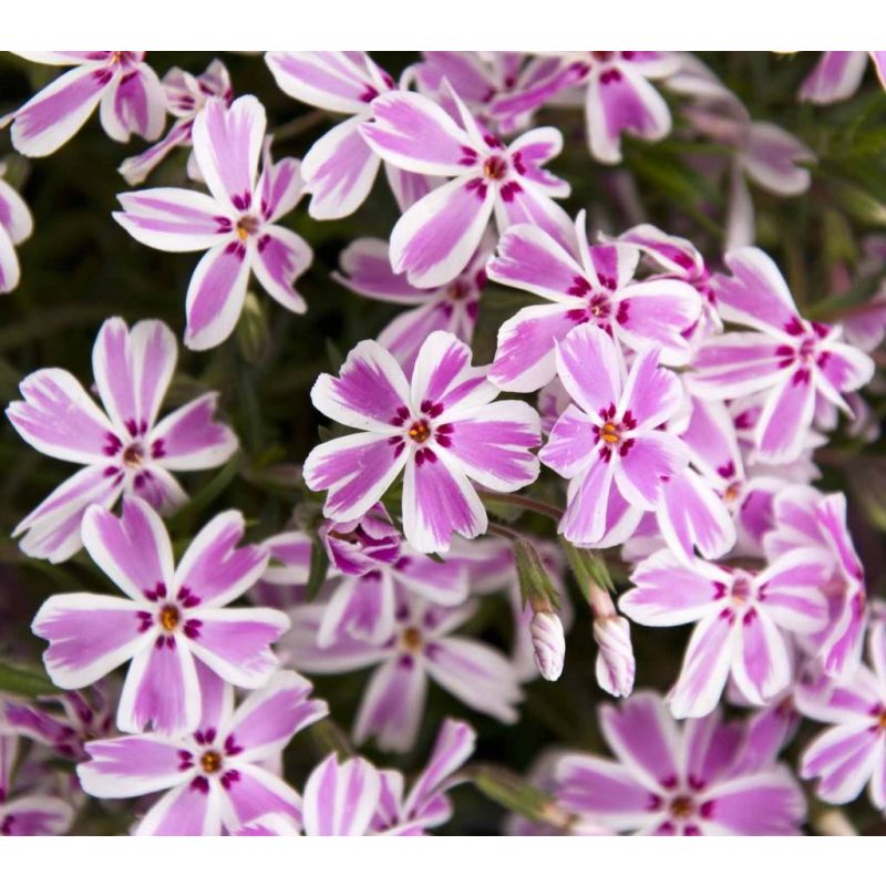 Phlox subulata 'Candy Stripes'