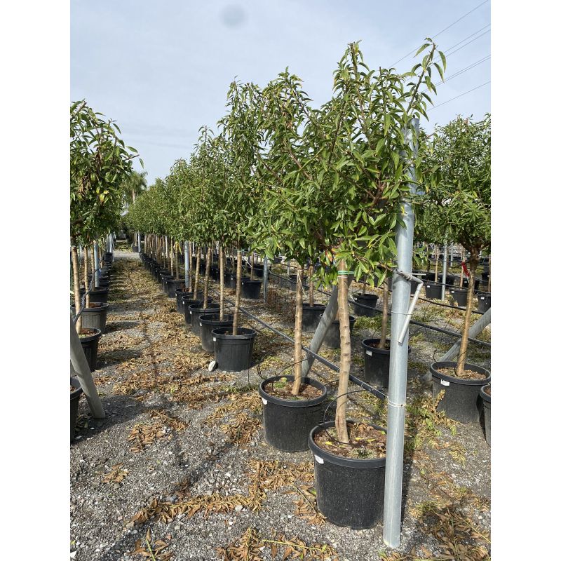 Prunus dulcis