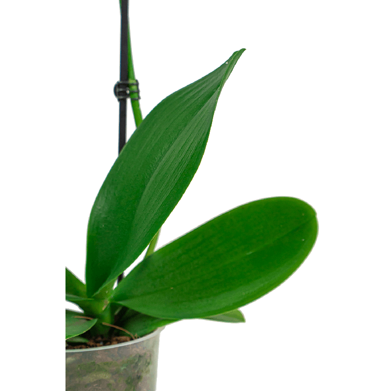 Phalaenopsis roze