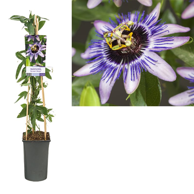 Passiflora 'Damsel's Delight'