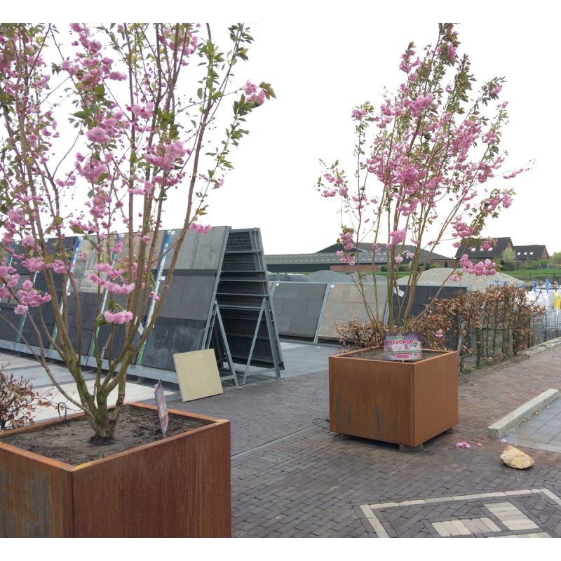 Prunus Kanzan - meerstammig