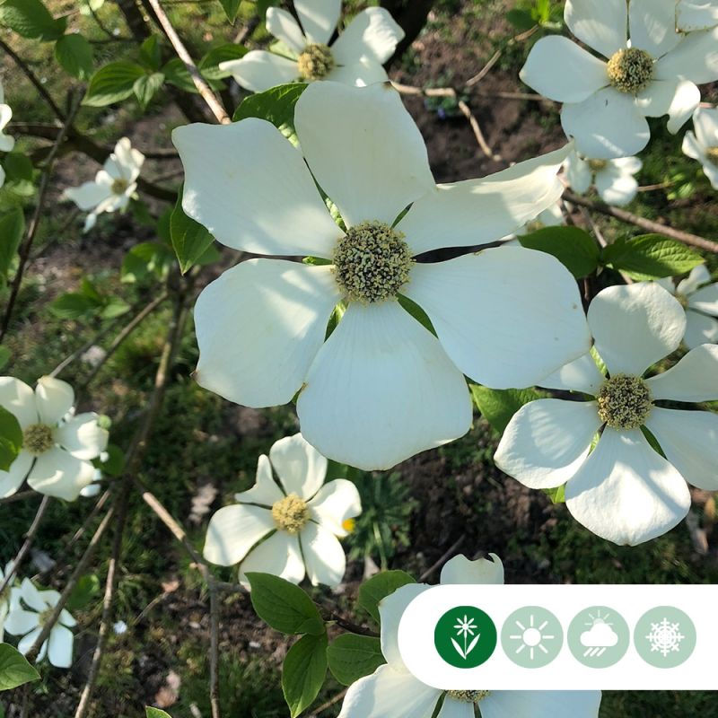 Cornus Milky Way - laagstam
