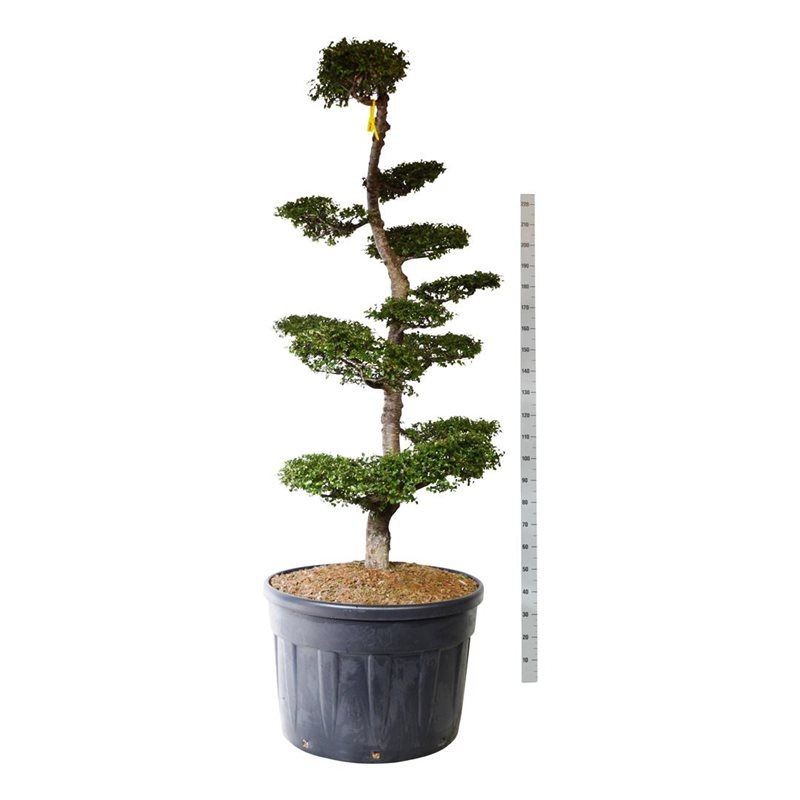 Nothofagus Antarctica - bonsai