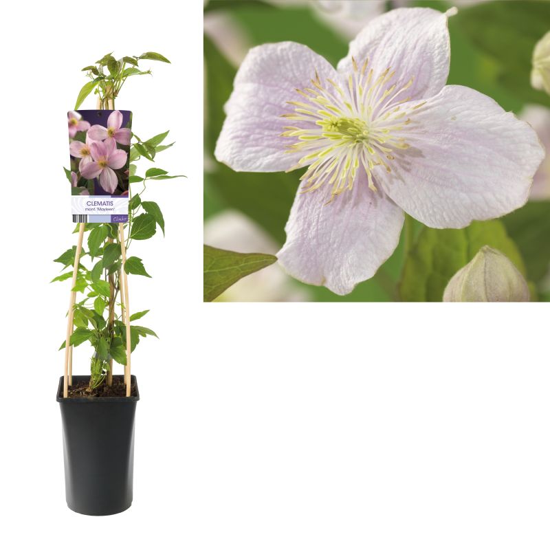 Clematis Mayleen