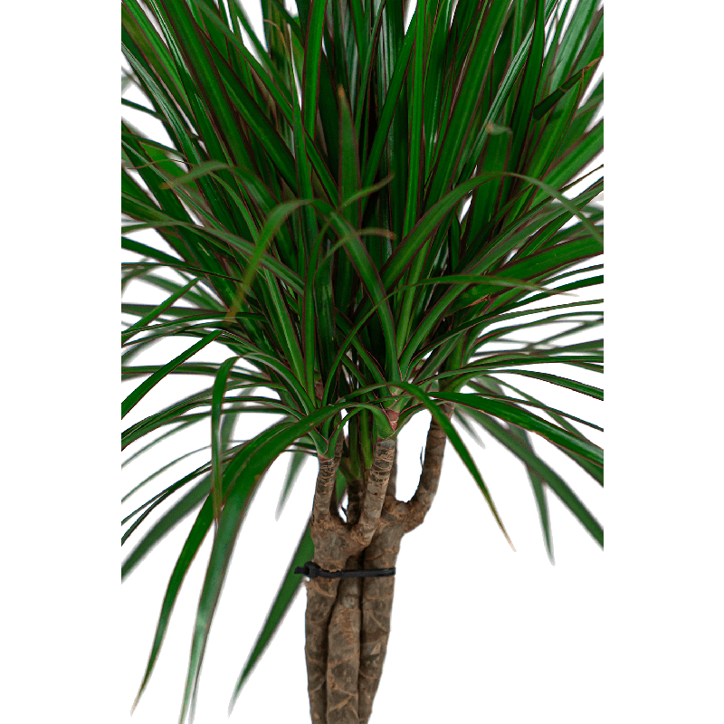 Dracaena Marginata gevlochten stam