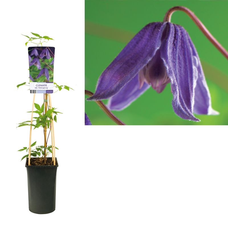 Clematis alpina 'Helsingborg'
