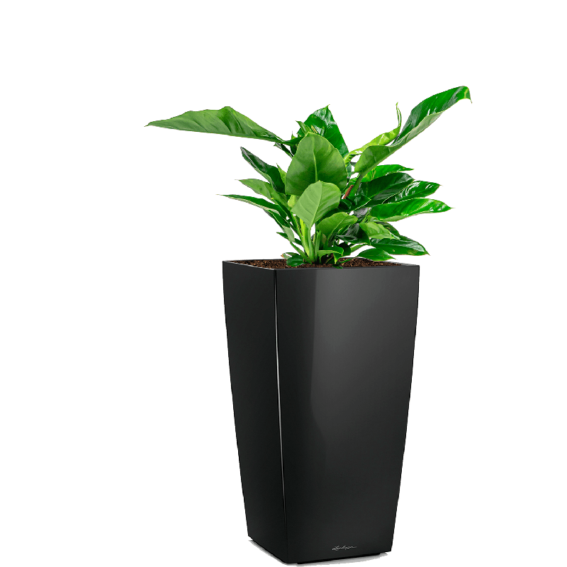 Philodendron Imperial Green in watergevende Cubico zwart