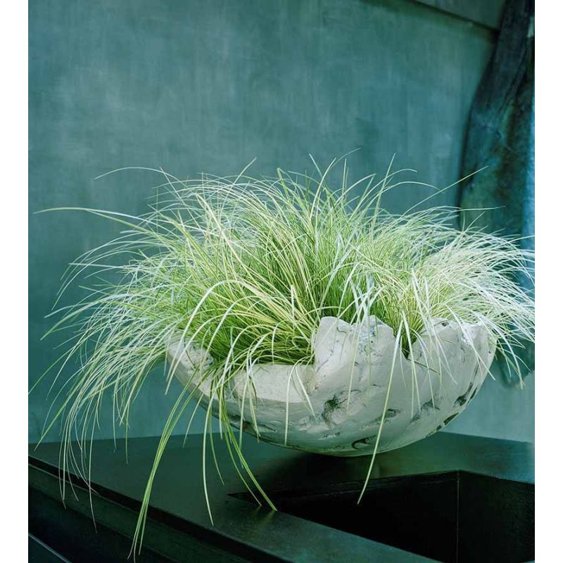 Carex oshimensis 'Everest'