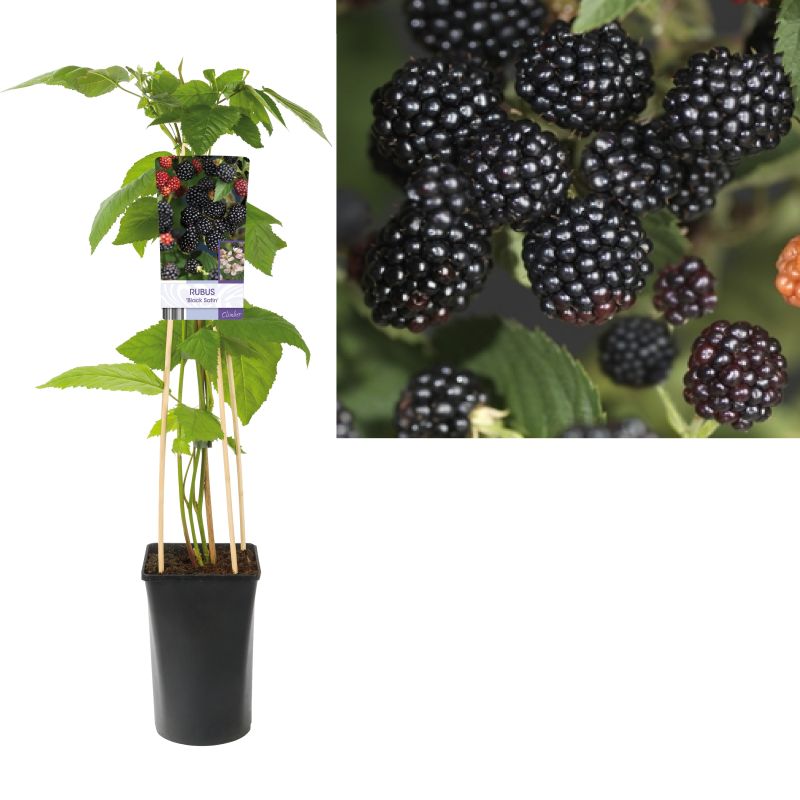 Rubus fruticosus 'Black Satin'