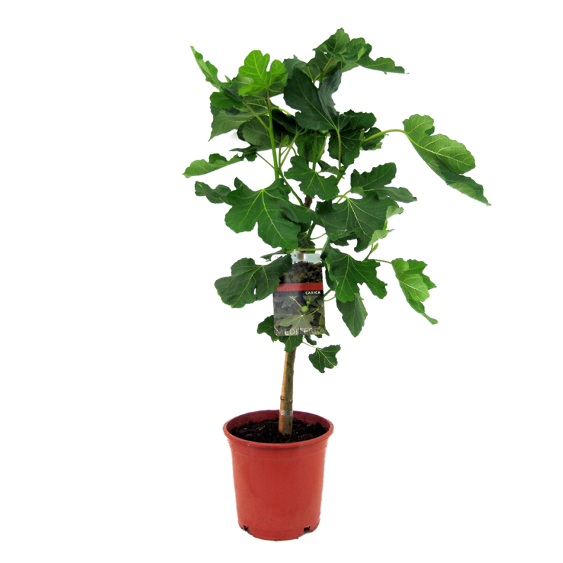 Ficus carica M