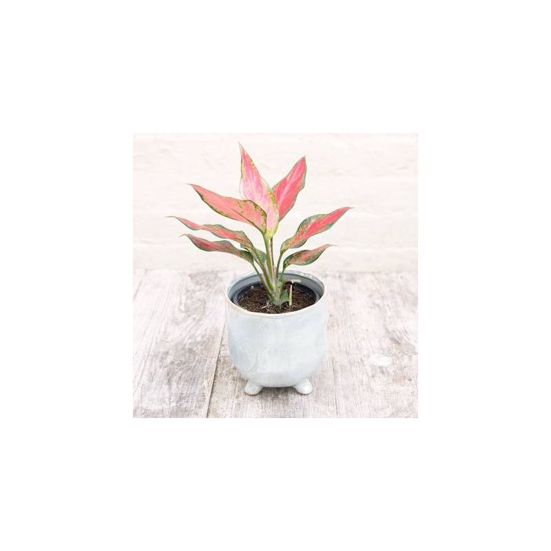 Aglaonema Cherry Baby