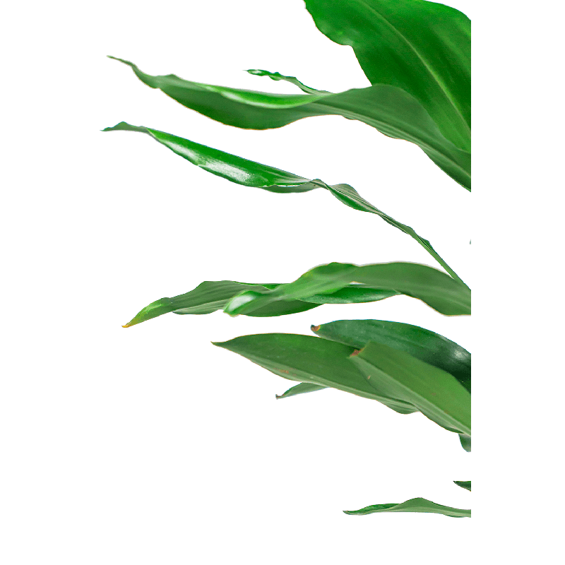 Dracaena Hawaiian 2-stam