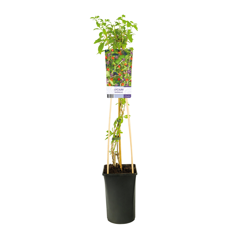 Lycium barbarum 'Instant Succes'