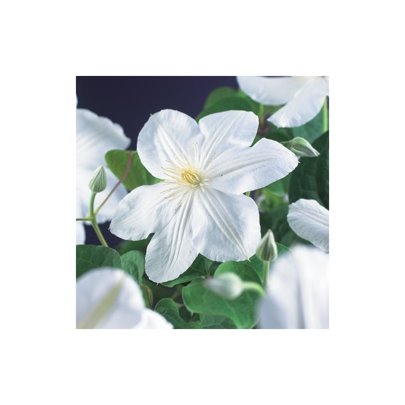 Clematis patens 'Madame le Coultre'
