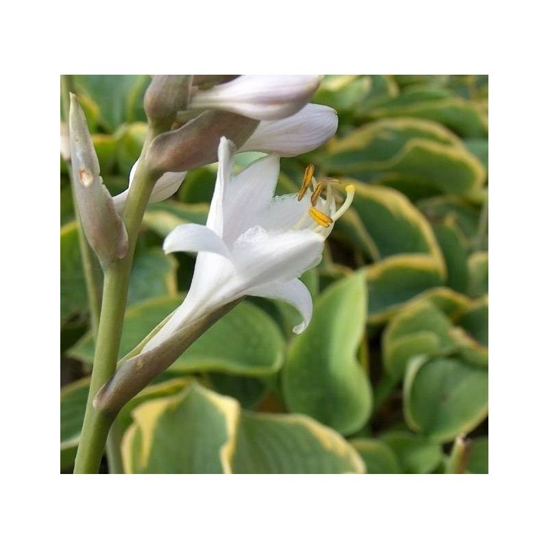 Hosta sieboldiana 'Frances Williams'