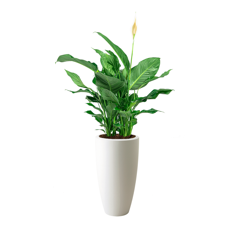 Spathiphyllum in Pure Soft wit
