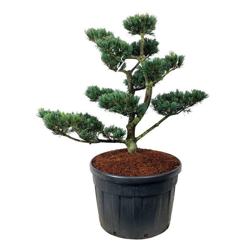 Pinus Glauca - bonsai