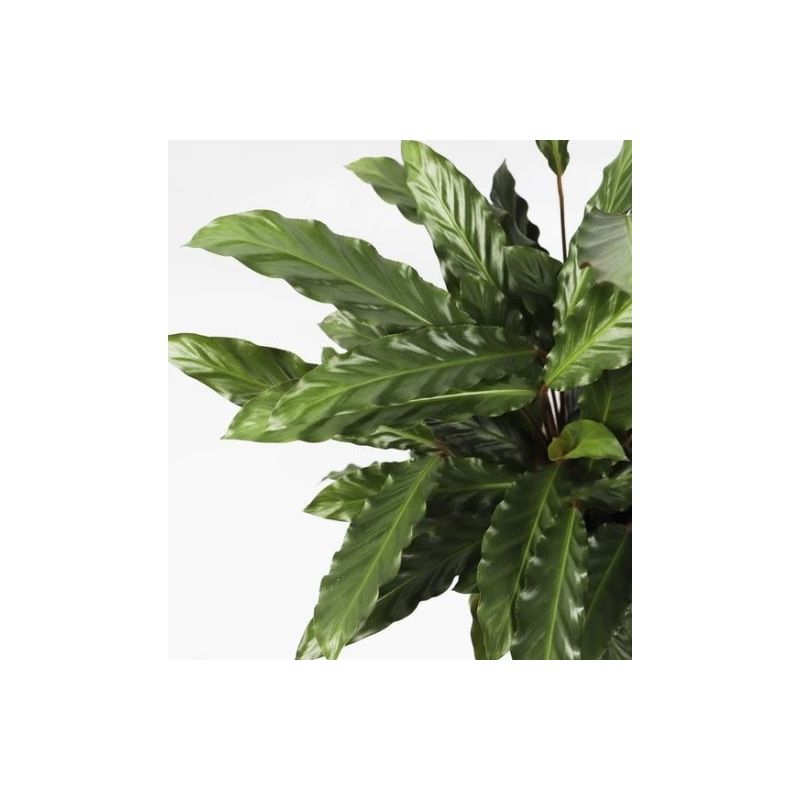 Calathea Rufibarba