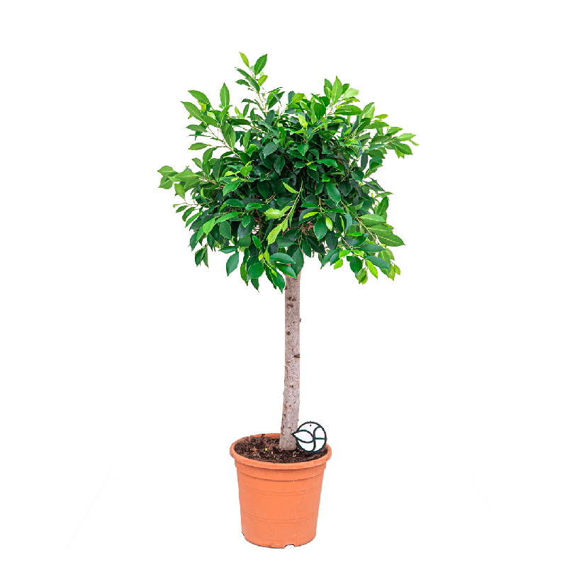 Ficus Microcarpa Nitida op stam