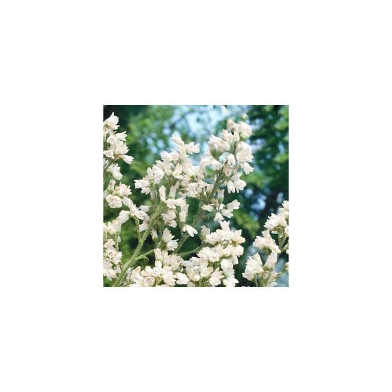 Heuchera brizoides 'Schneewittchen'