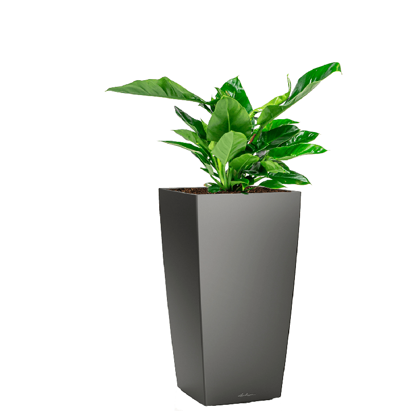 Philodendron Imperial Green in watergevende Cubico antraciet