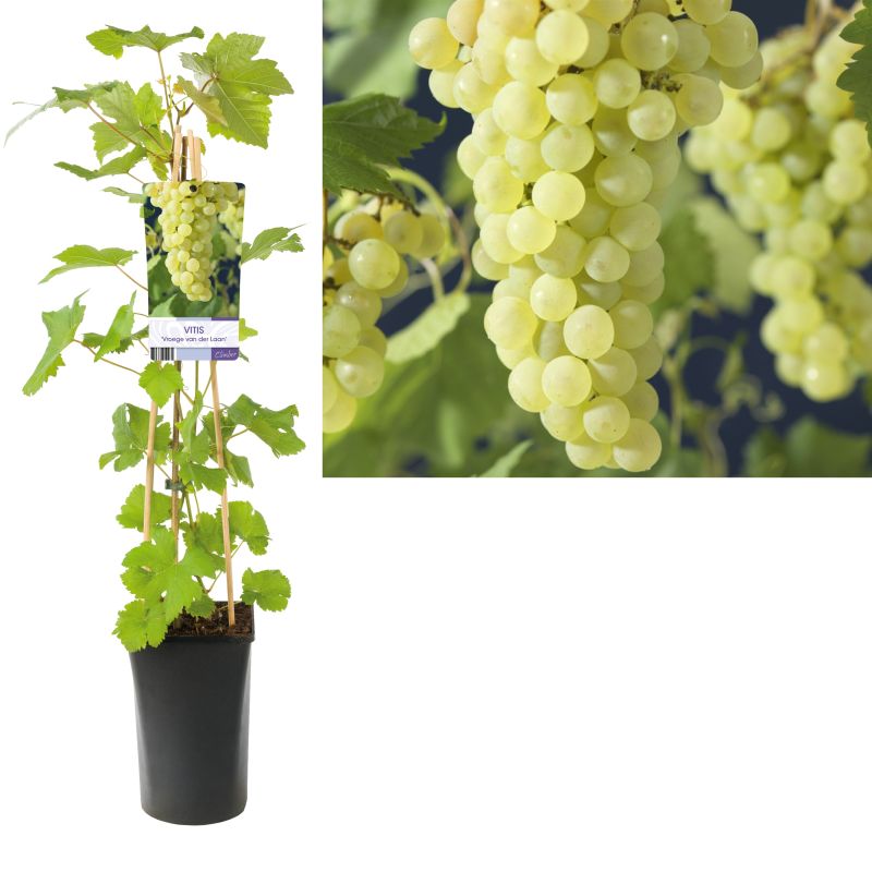 Vitis Vroege van der Laan
