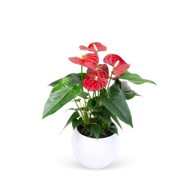 Anthurium rood in Vera pot