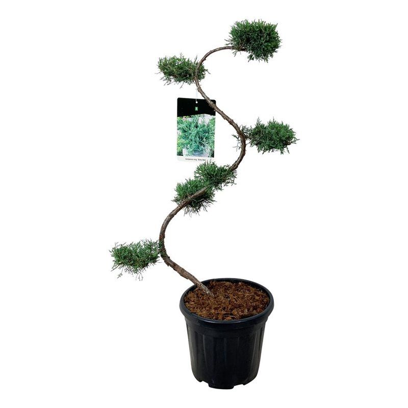 Juniperus Virginiana 'Grey Owl' - bonsai