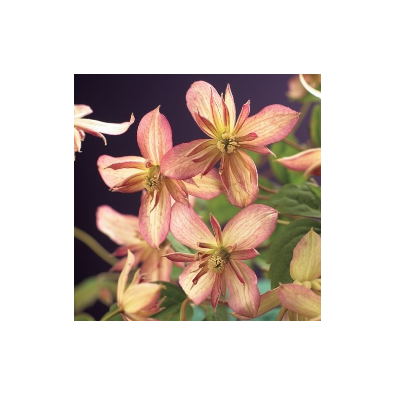 Clematis montana 'Marjorie'
